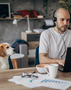 Dog sitting at a desk watching a person working on a laptop